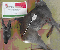 La fase de intensificación de la operación ‘Vareto’ finaliza con 19 denuncias por caza ilegal en Soria